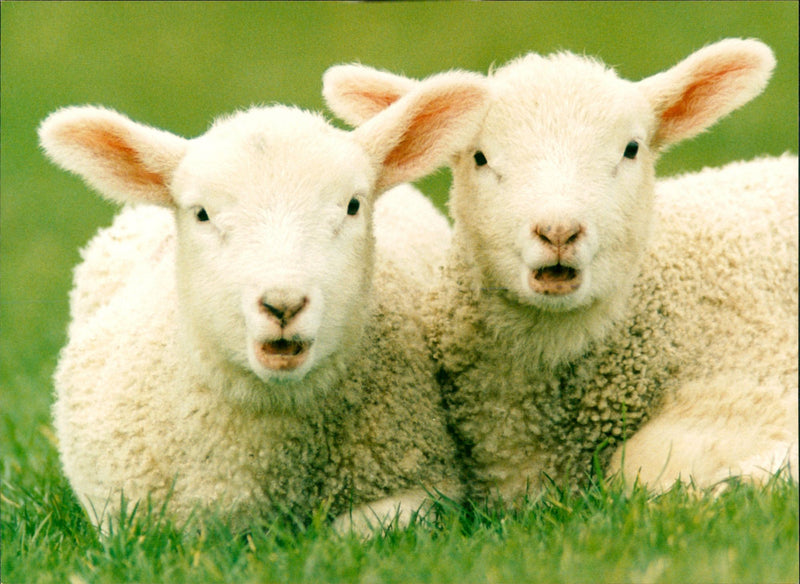 Animal: Sheep - Vintage Photograph