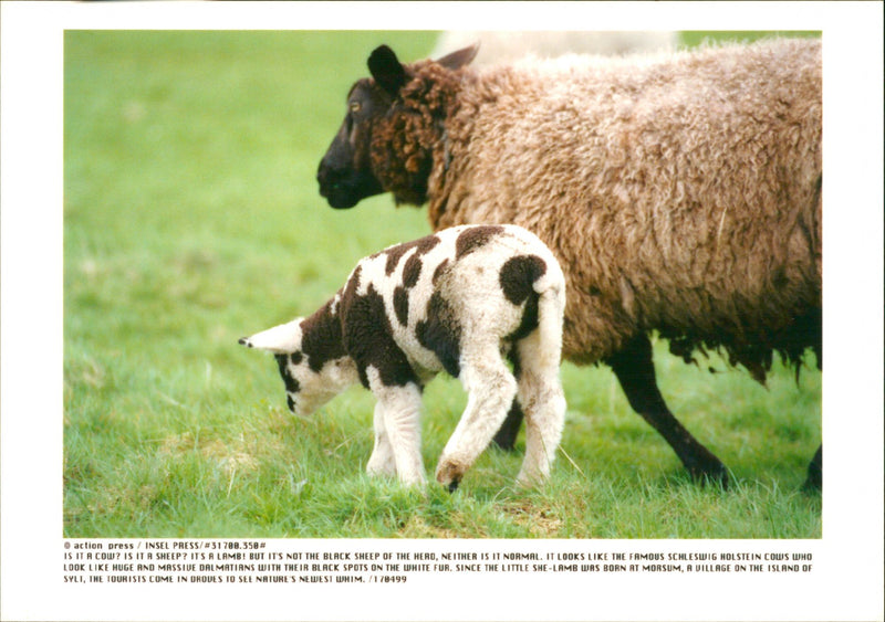 Animal: Sheep - Vintage Photograph