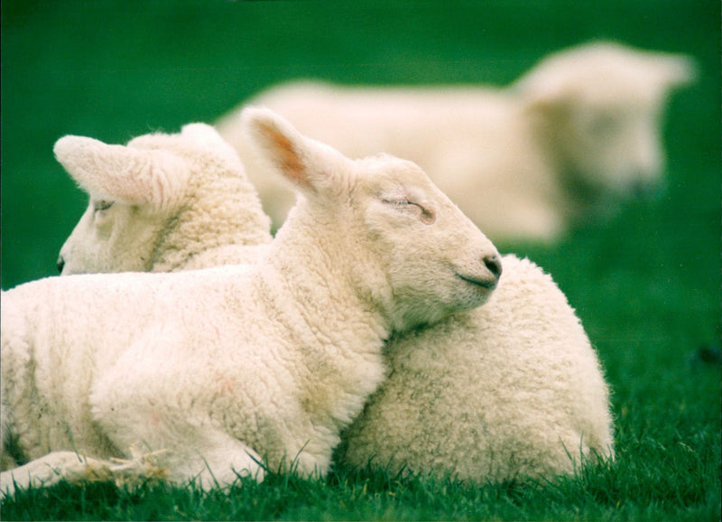 Animal: Sheep - Vintage Photograph