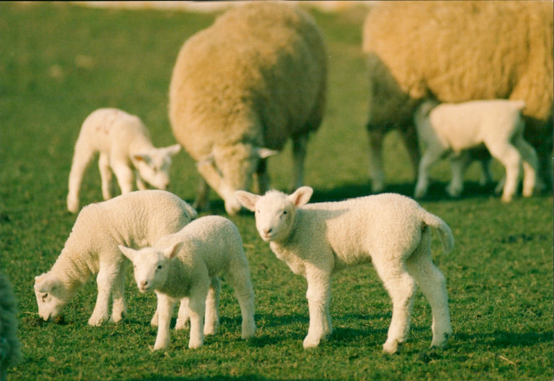 Animal: Sheep - Vintage Photograph