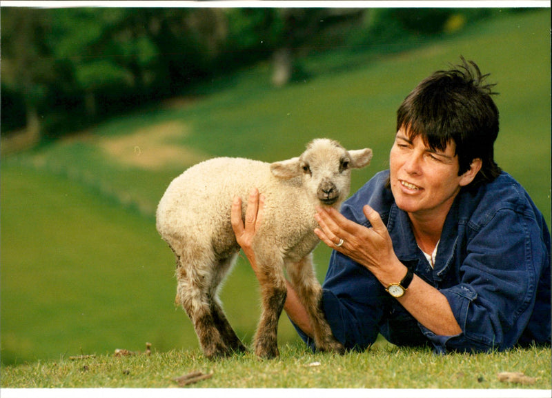 Animal: Sheep - Vintage Photograph