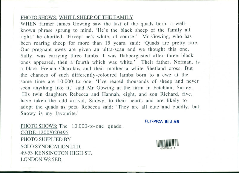 Animal: Sheep - Vintage Photograph