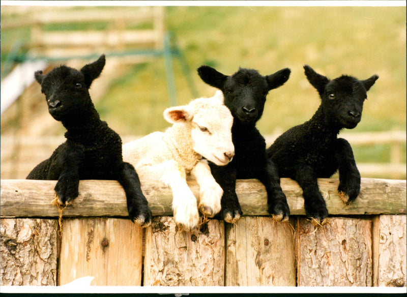 Animal: Sheep - Vintage Photograph