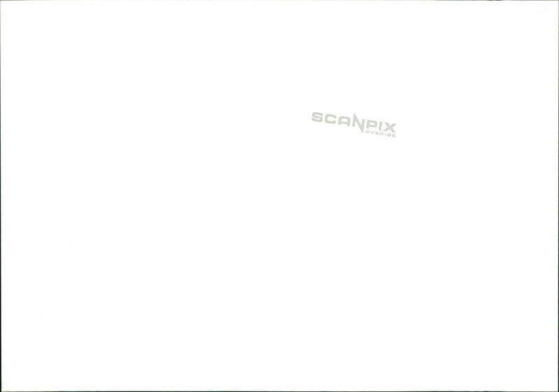 Animal: Sheep - Vintage Photograph