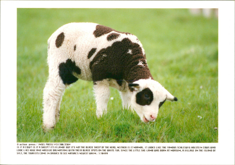 Animal: Sheep - Vintage Photograph