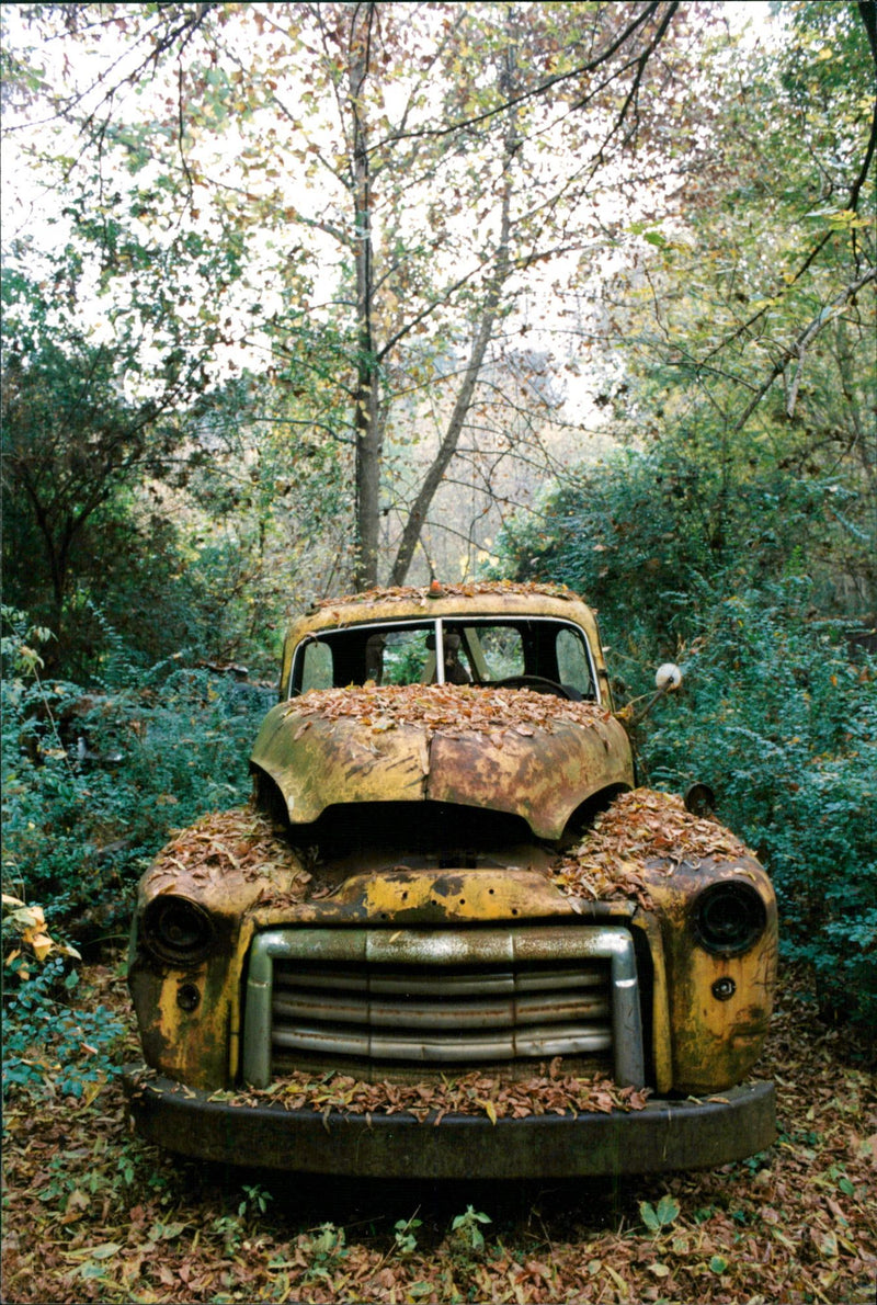 DESK IMAGE DELIVERY BLFS NATURE CODE AND SCRATCH - Vintage Photograph