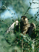 1991 AND BIRDS PREY LHRK INSECTS ANIMALS FOLKEHINAS NEWS NHUA WEIQIANG - Vintage Photograph