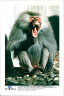 The Famous Baboon in Munich Germany - Vintage Photograph