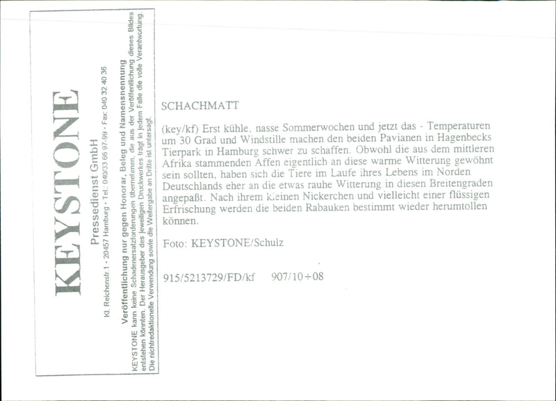 Baboon from South Africa Adapting the Weather in Germany - Vintage Photograph