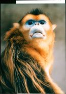 1991 ANIMALS GUIZHOU RHEVAN TAO WHICH ONLY PICTURES SWEDEN CHINA - Vintage Photograph