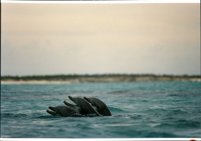 Animal: Dolphins - Vintage Photograph