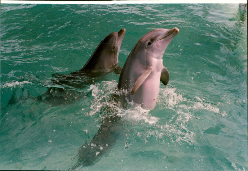 Animal: Dolphins - Vintage Photograph