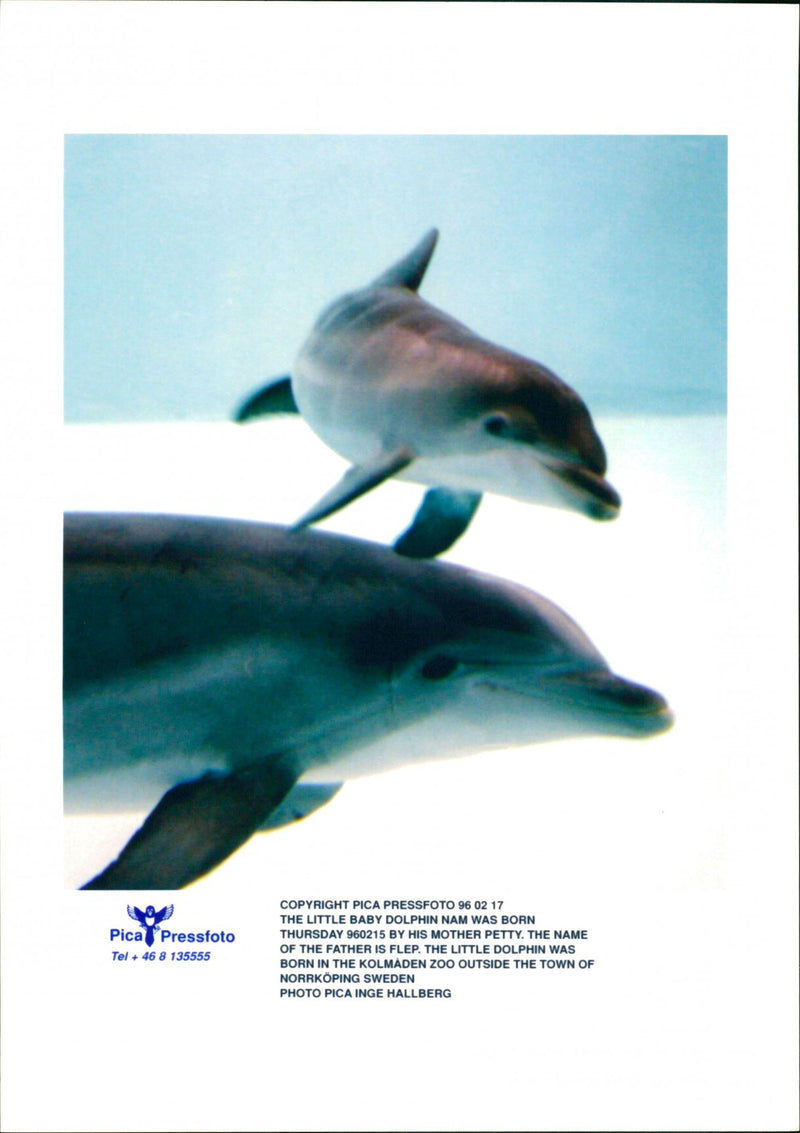 Animal: Dolphins - Vintage Photograph