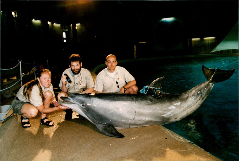 Animal: Dolphins - Vintage Photograph