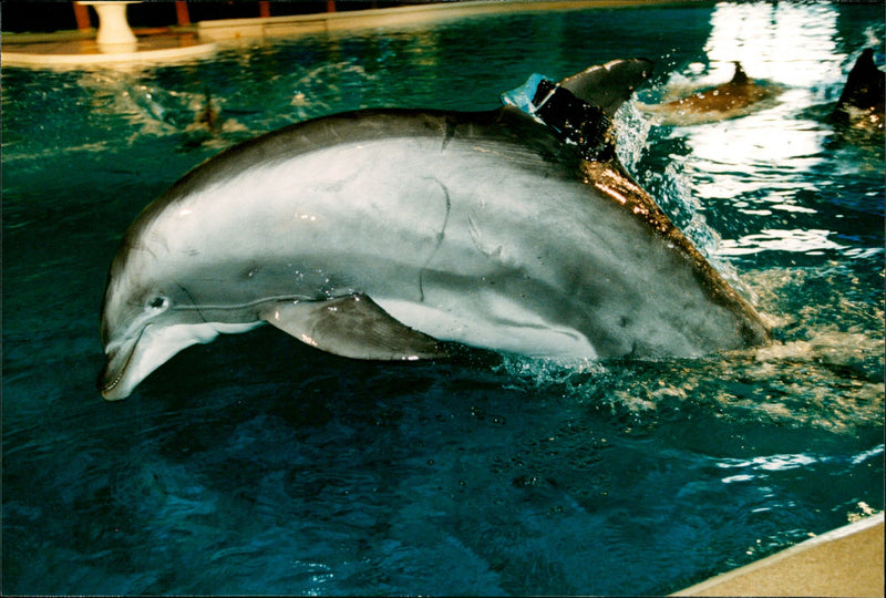 Animal: Dolphins - Vintage Photograph