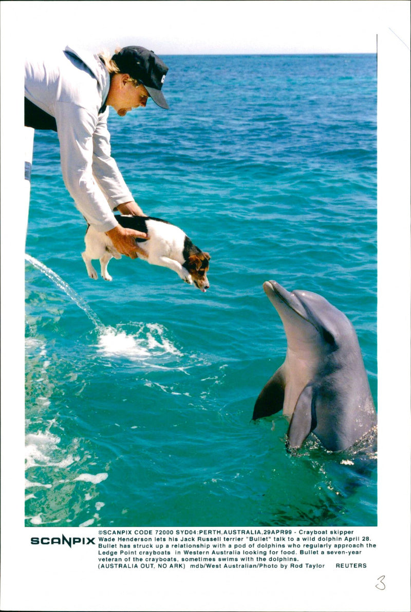 Animal: Dolphins - Vintage Photograph