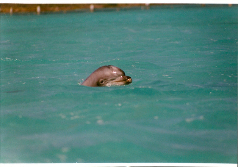 Animal: Dolphins - Vintage Photograph