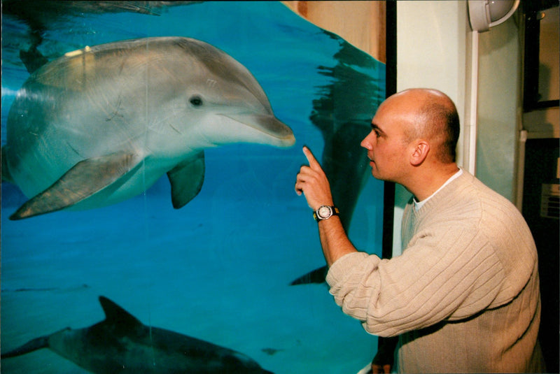 Animal: Dolphins - Vintage Photograph