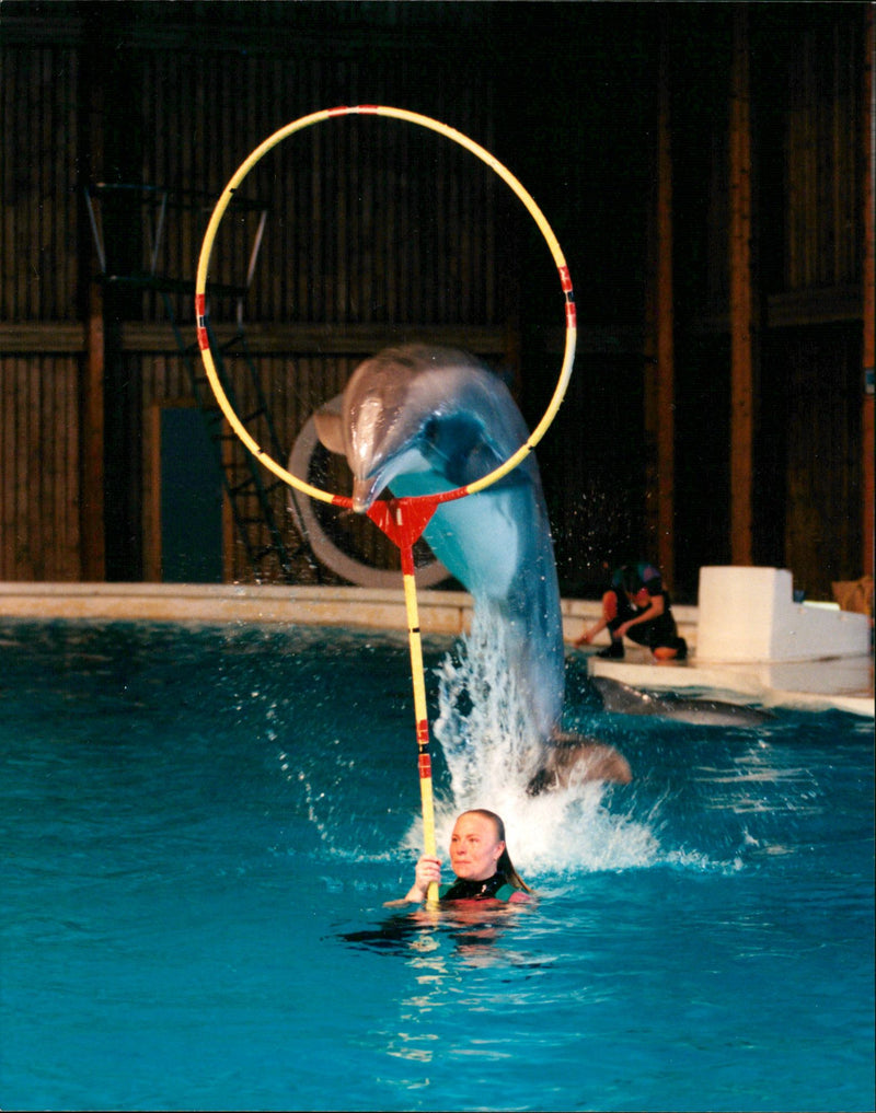 Animal: Dolphins - Vintage Photograph