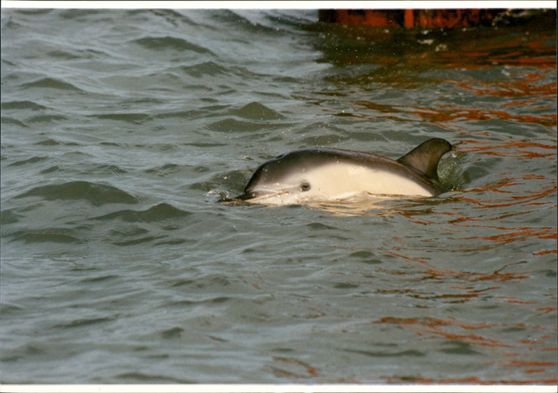 Animal: Dolphins - Vintage Photograph