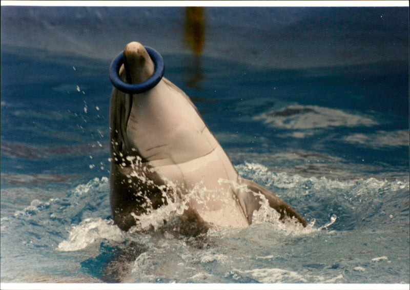 Animal: Dolphins - Vintage Photograph