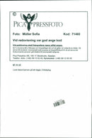 CHESS RICE POLAR MUSIC INTERNATIONAL HANSER SWEDEN RESP ROTH - Vintage Photograph