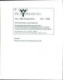 Music Festivals, Lollipop Festival. - Vintage Photograph