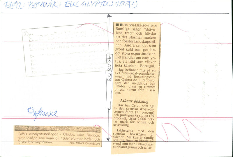 LANDSCAPE SAY HOT EUCALYPTUS BEAUTIFUL LISBON FIND ITS AND ANCIENT - Vintage Photograph