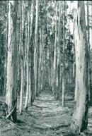 LANDSCAPE SAY HOT EUCALYPTUS BEAUTIFUL LISBON FIND ITS AND ANCIENT - Vintage Photograph