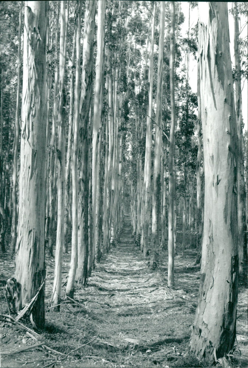 LANDSCAPE SAY HOT EUCALYPTUS BEAUTIFUL LISBON FIND ITS AND ANCIENT - Vintage Photograph