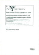 HASCH KNARK ROKER HASH REDUCE YOUR CHANCES SWEDEN CONCERT - Vintage Photograph