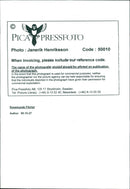 Rosamund Pilcher - Vintage Photograph