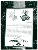 1911 NATURE RESERVED PROTECTED ESTERGOTLAND RESESWET SIGN REAL NYGREN LENNART - Vintage Photograph