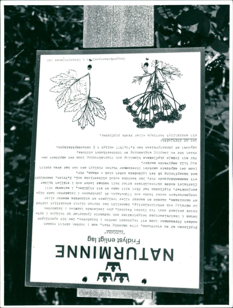 1911 NATURE RESERVED PROTECTED ESTERGOTLAND RESESWET SIGN REAL NYGREN LENNART - Vintage Photograph