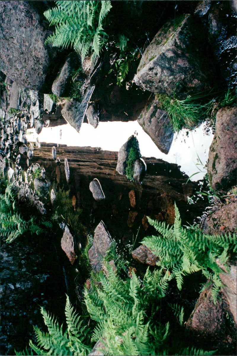 1998 NATURE RESERVED PROTECTED TELEPHONE SWEDEN PICA RESPONSIB - Vintage Photograph