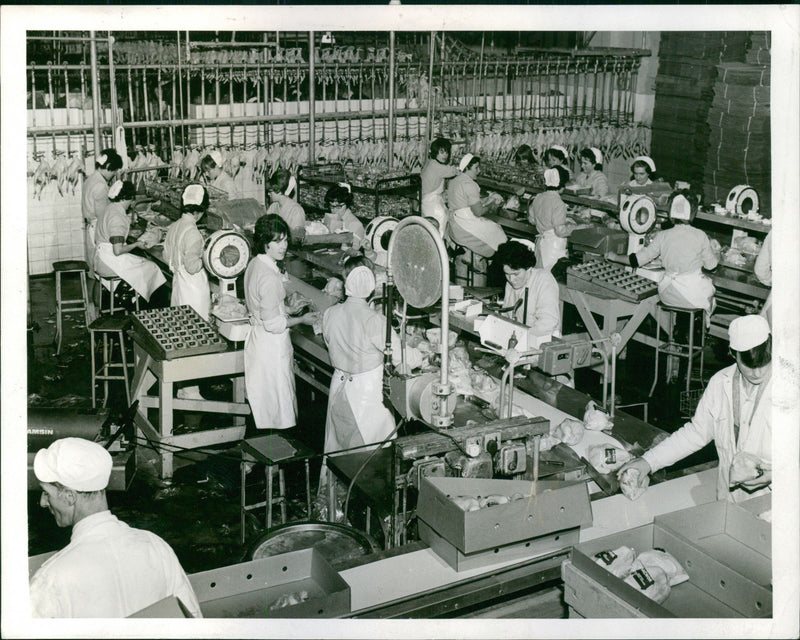 Poultry Farm - Vintage Photograph