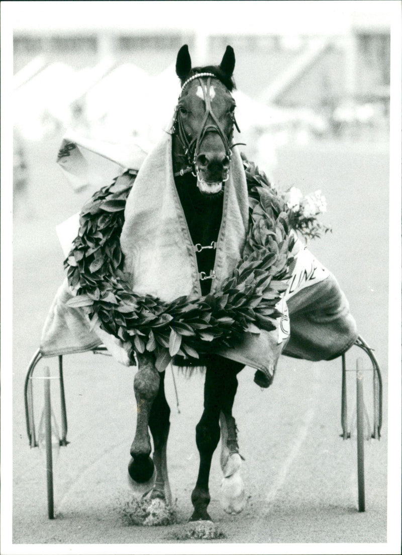Hästsport: Horses, Callit - Vintage Photograph