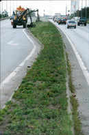 BEAST REASON HAS ROTATING CAUSE VAGS MOST ANIMALS GRASS - Vintage Photograph