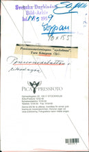 Ture Königson, Swedish Politician. - Vintage Photograph