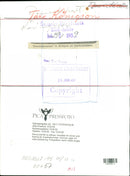 Ture Königson, Swedish Politician. - Vintage Photograph