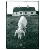 Hark Island - Vintage Photograph