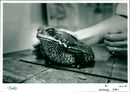 Toad - Vintage Photograph