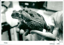 Toad - Vintage Photograph