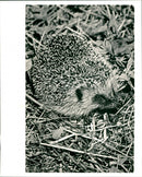 Hedgehog - Vintage Photograph