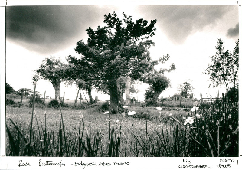 Badgeworth Nature Reserve - Vintage Photograph