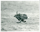 Hare - Vintage Photograph