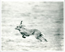 Hare - Vintage Photograph