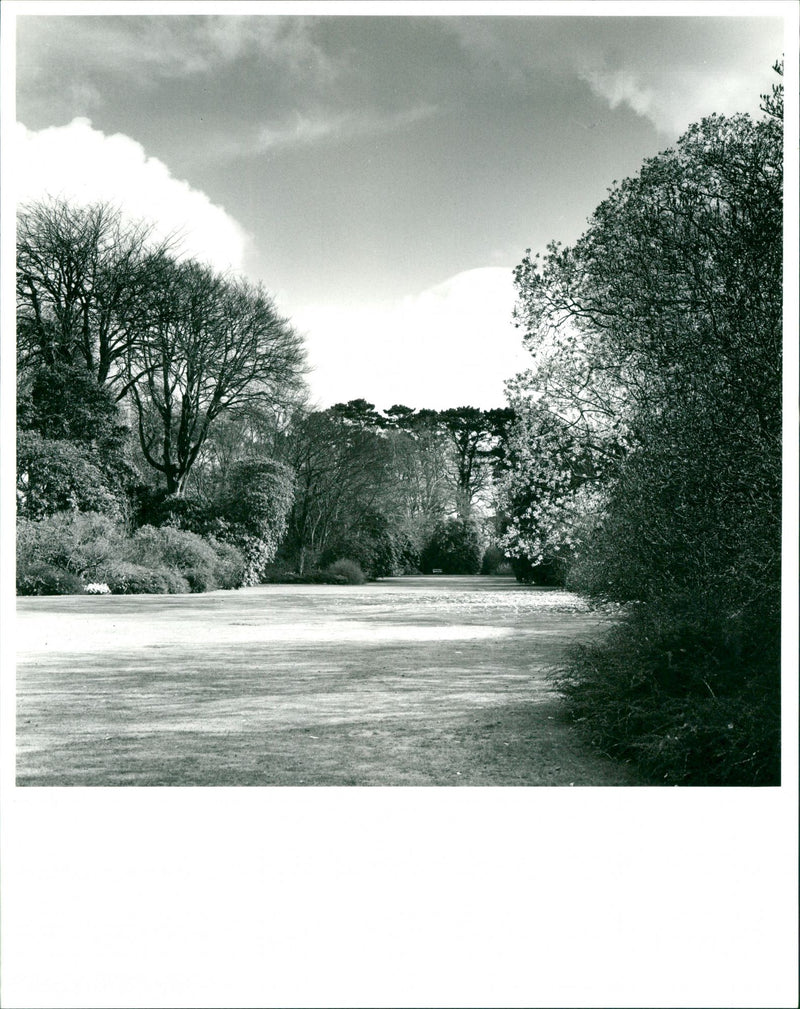 Trewithen Garden - Vintage Photograph