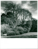 Trewithen Garden - Vintage Photograph