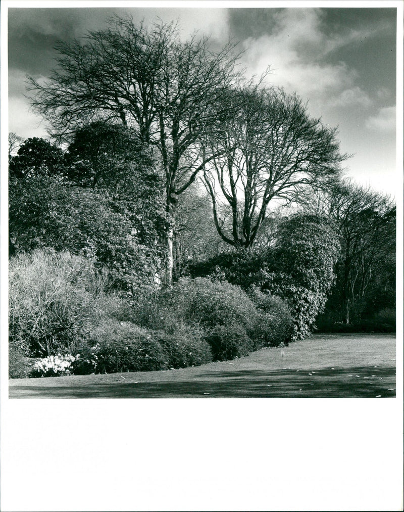 Trewithen Garden - Vintage Photograph